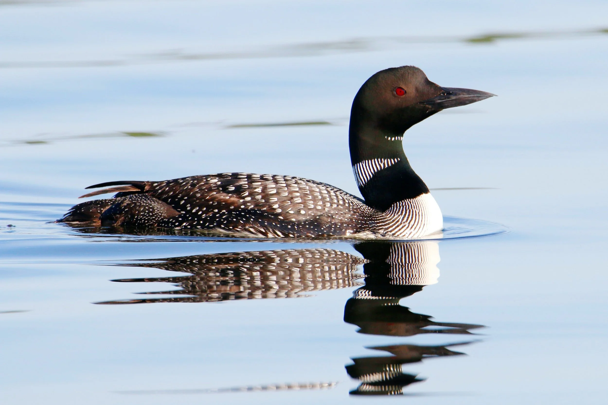 What the Common Loon is Telling Us